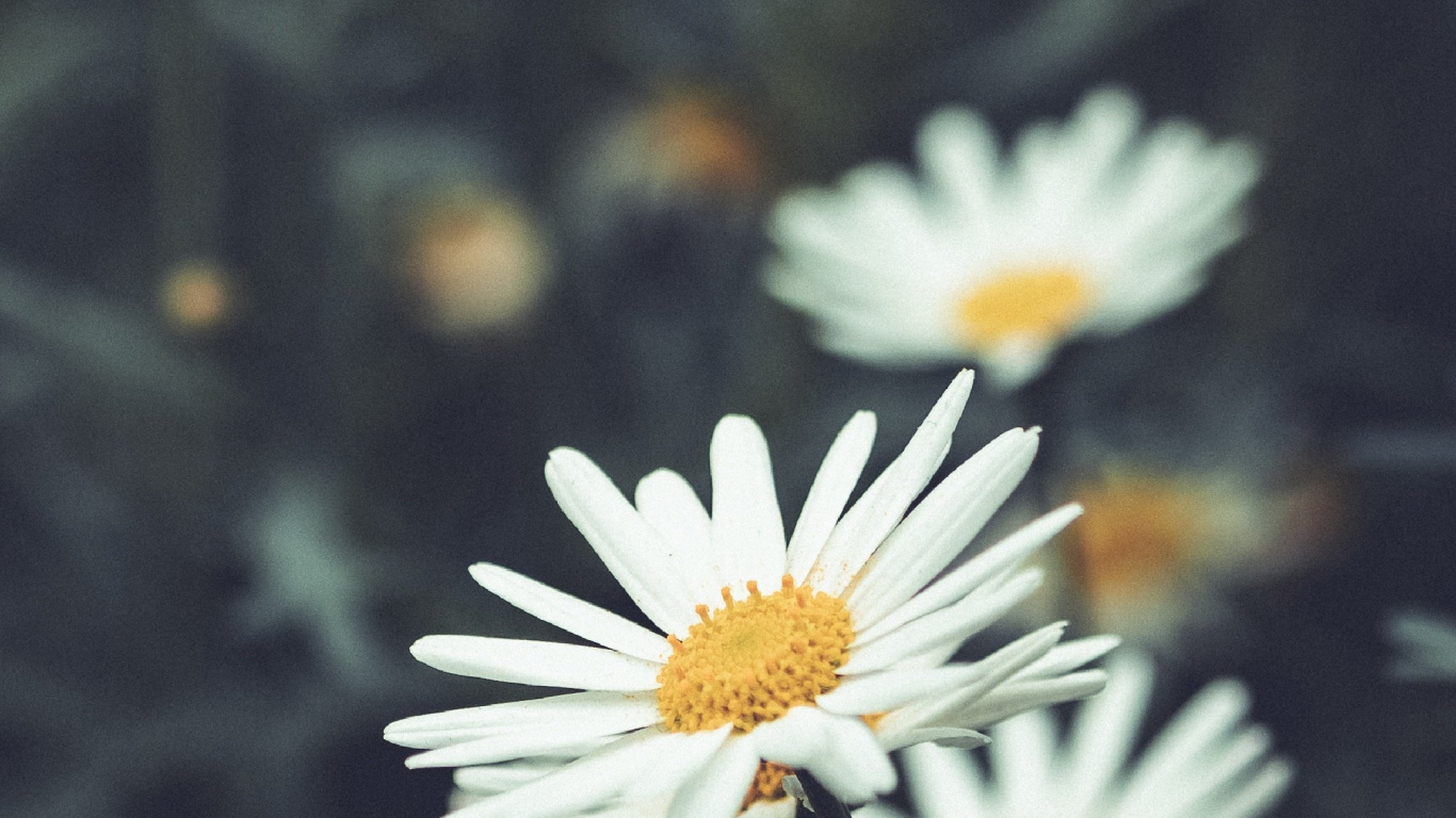 Обои Флора, цветок, растение, белые, природа в разрешении 1366x768