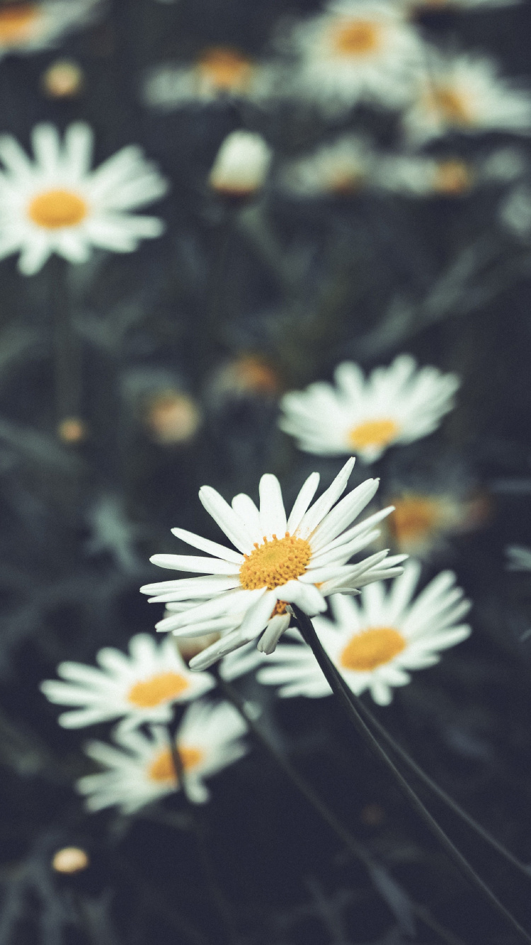 Обои Флора, цветок, растение, белые, природа в разрешении 750x1334