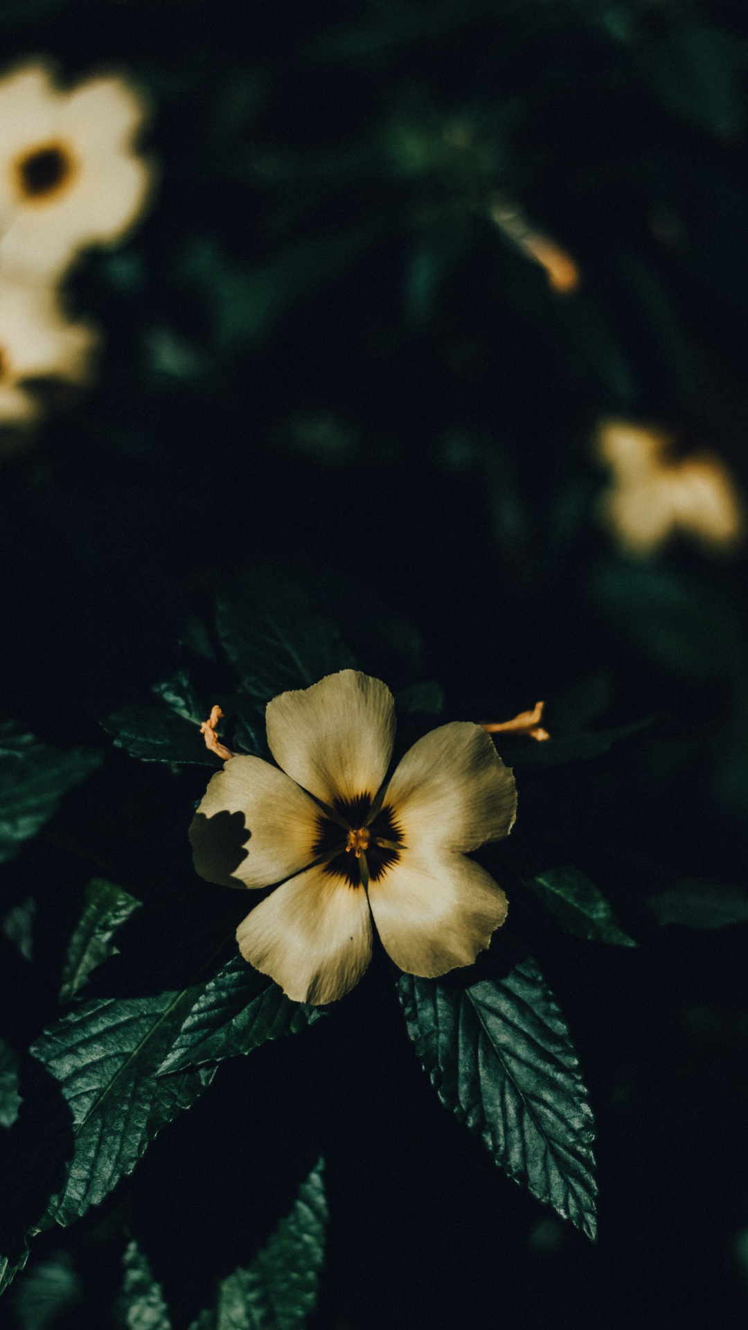 Обои цветок, лепесток, растение, желтый, лист в разрешении 1080x1920