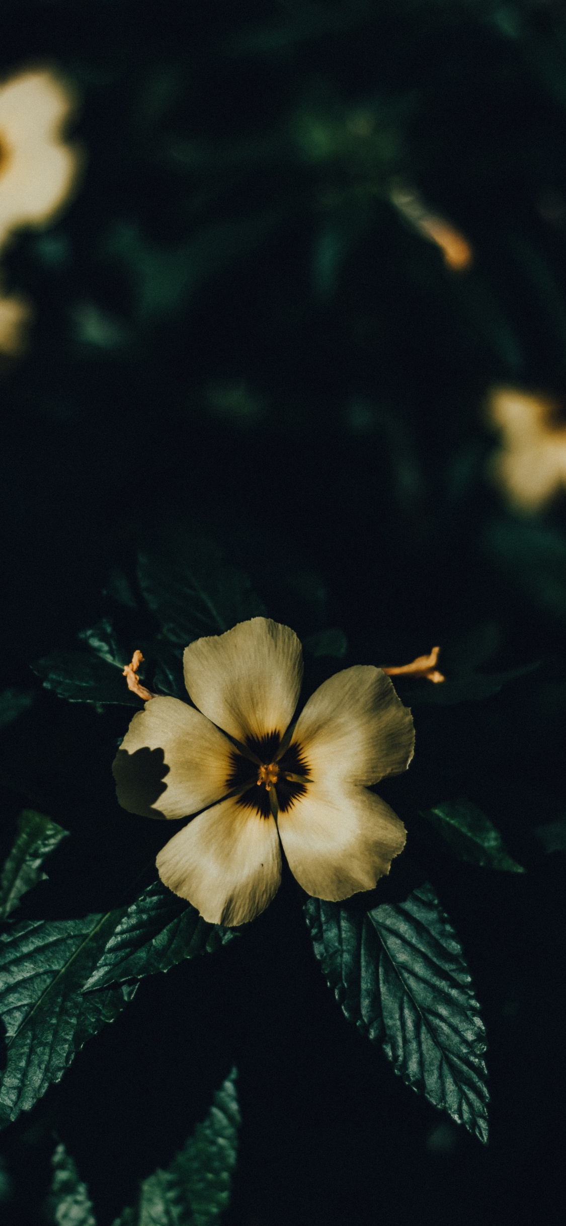 Обои цветок, лепесток, растение, желтый, лист в разрешении 1125x2436