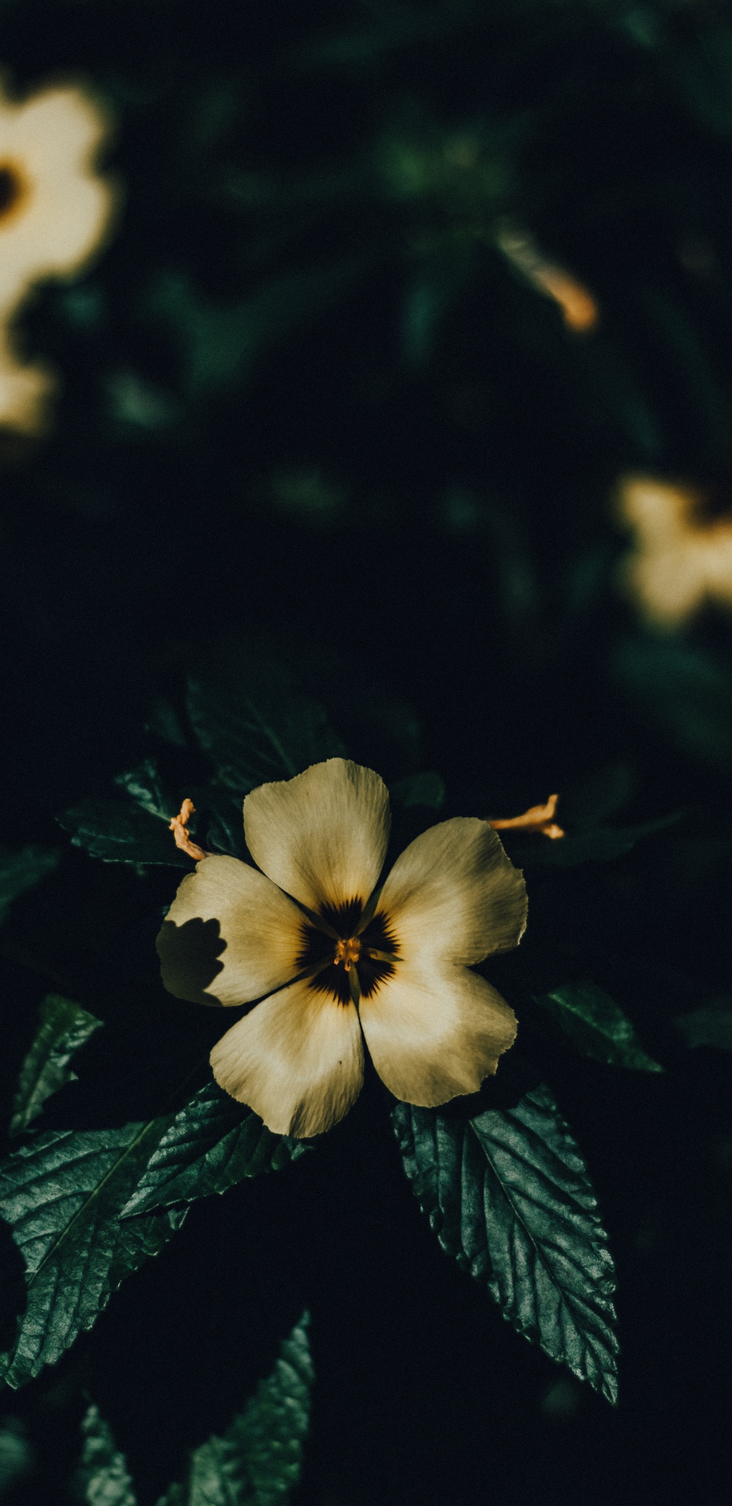 Обои цветок, лепесток, растение, желтый, лист в разрешении 1440x2960