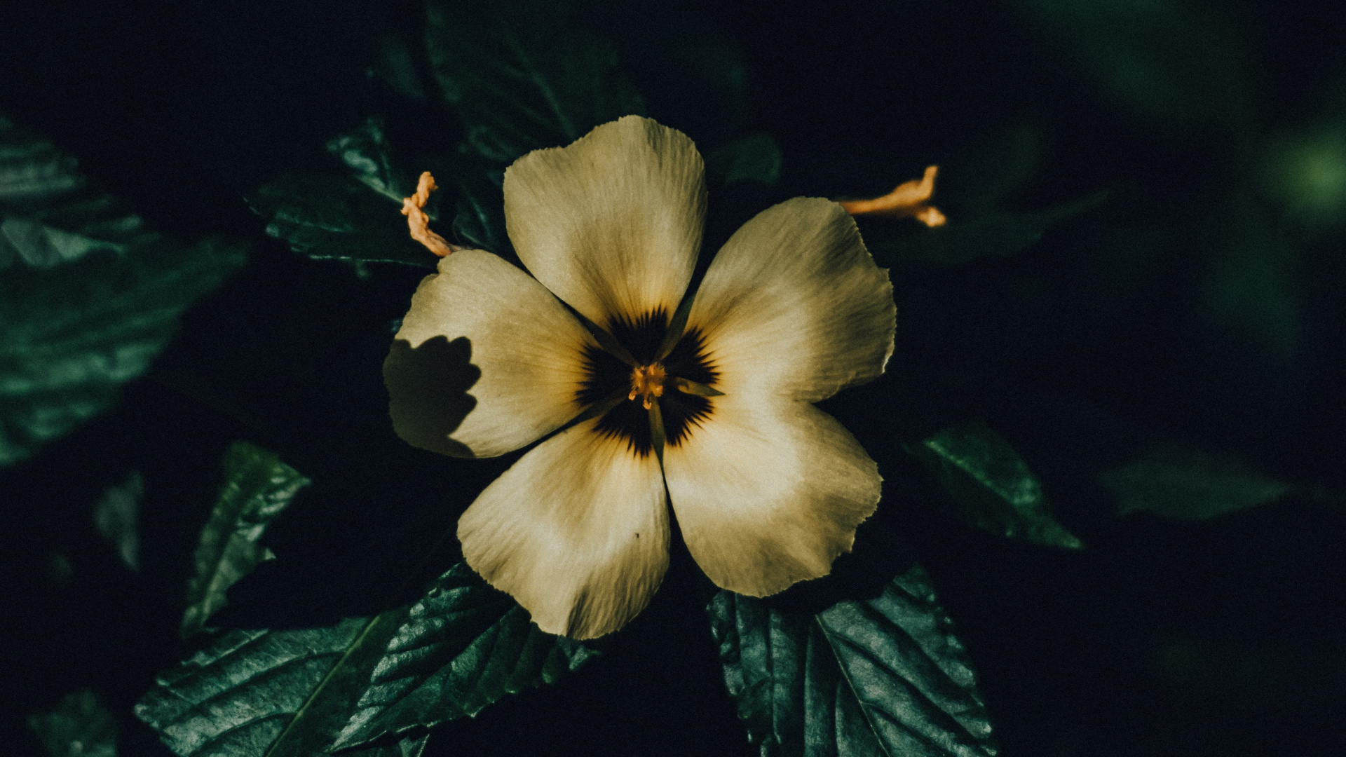 Обои цветок, лепесток, растение, желтый, лист в разрешении 1920x1080