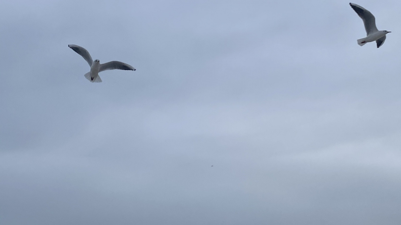 Обои европейская серебристая Чайка, Чайка, миграция птиц, полет, птица в разрешении 1280x720