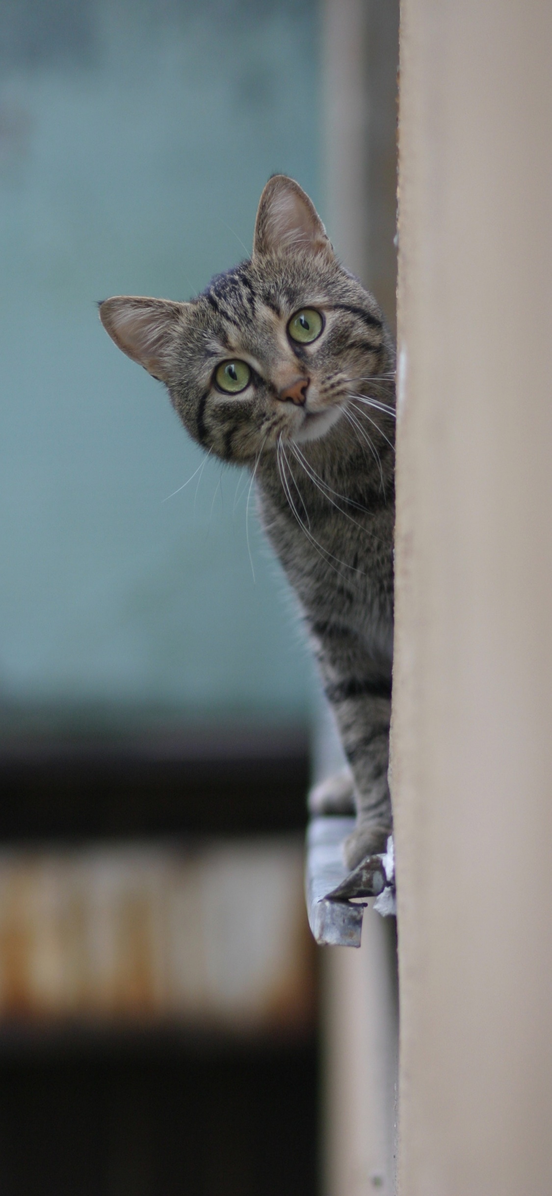 Обои русская голубая, полосатый кот, бигль, бакенбарды, котенок в разрешении 1125x2436