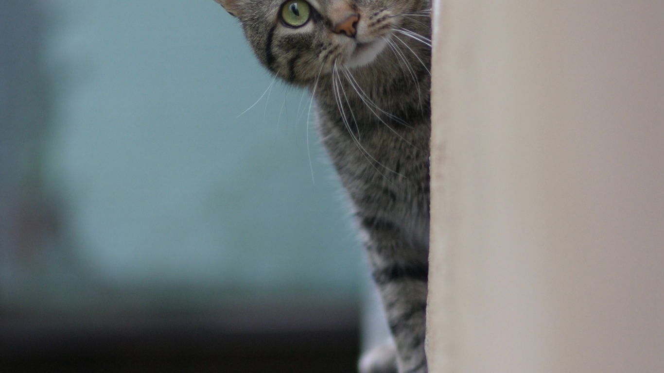 Обои русская голубая, полосатый кот, бигль, бакенбарды, котенок в разрешении 1366x768