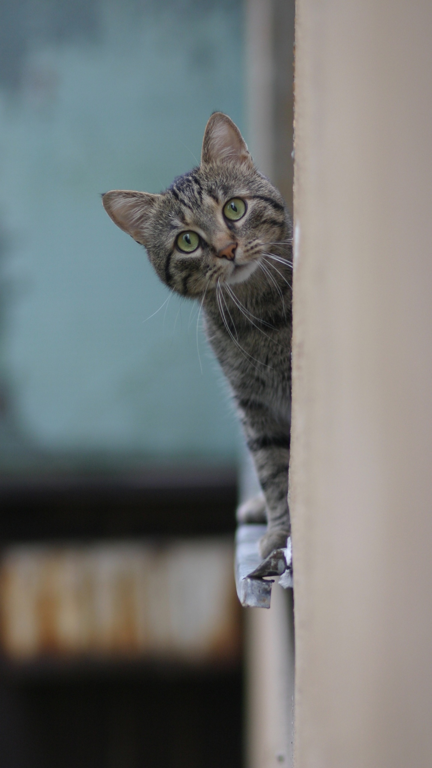 Обои русская голубая, полосатый кот, бигль, бакенбарды, котенок в разрешении 1440x2560