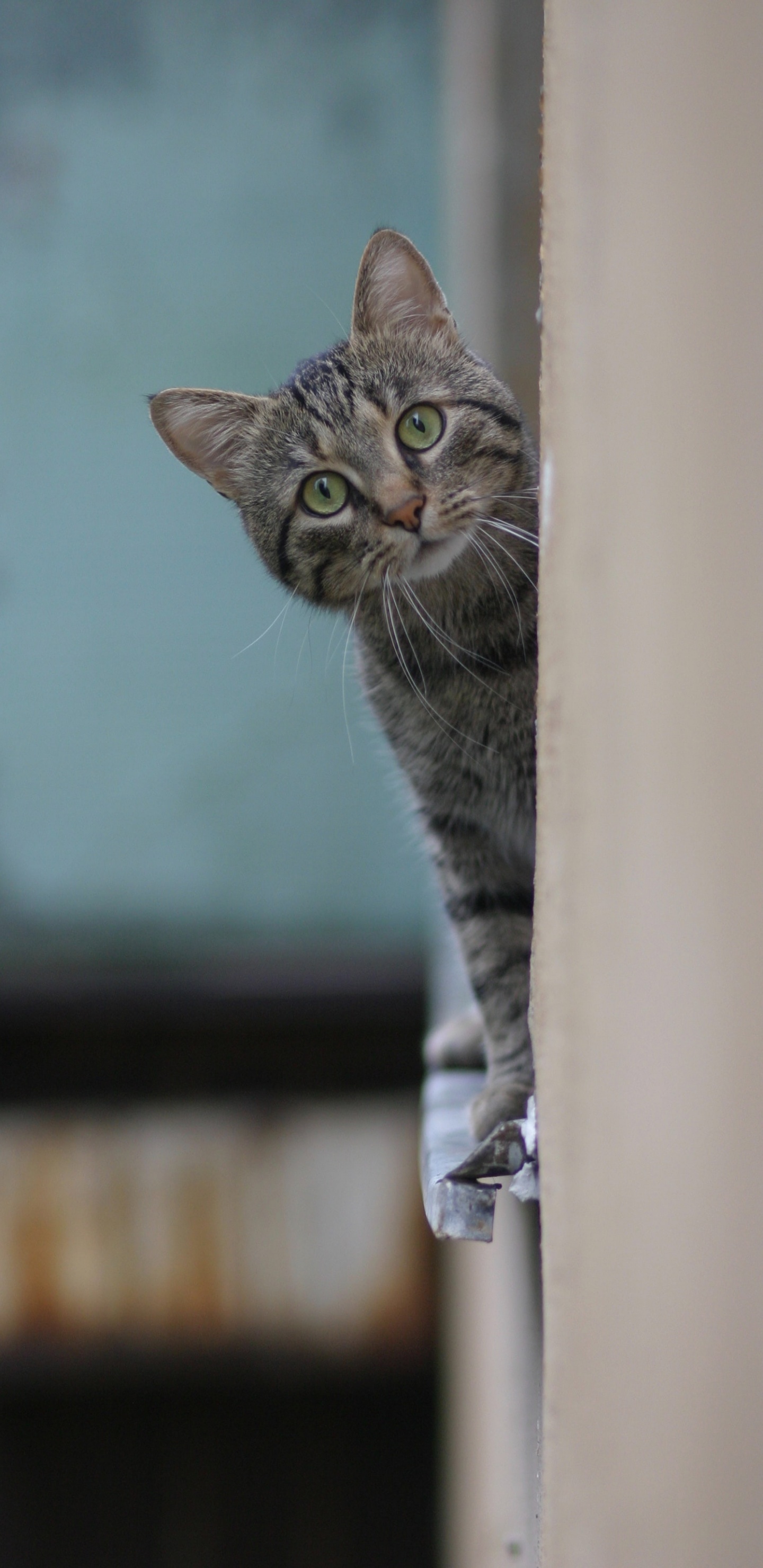 Обои русская голубая, полосатый кот, бигль, бакенбарды, котенок в разрешении 1440x2960