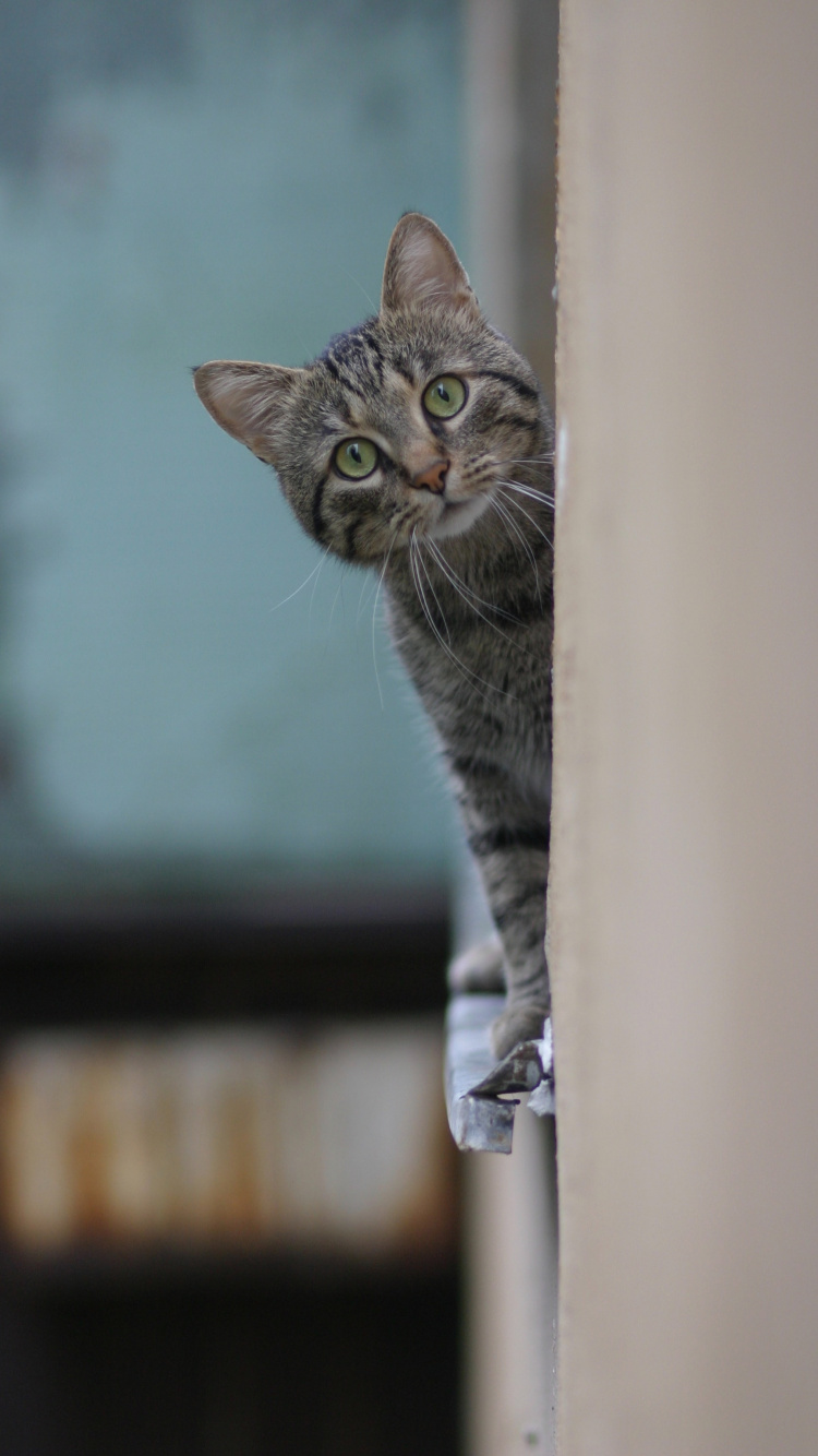 Обои русская голубая, полосатый кот, бигль, бакенбарды, котенок в разрешении 750x1334