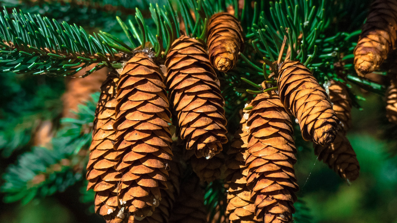 Обои пихта, ветвь, семейства сосновых, биом, ель в разрешении 1280x720