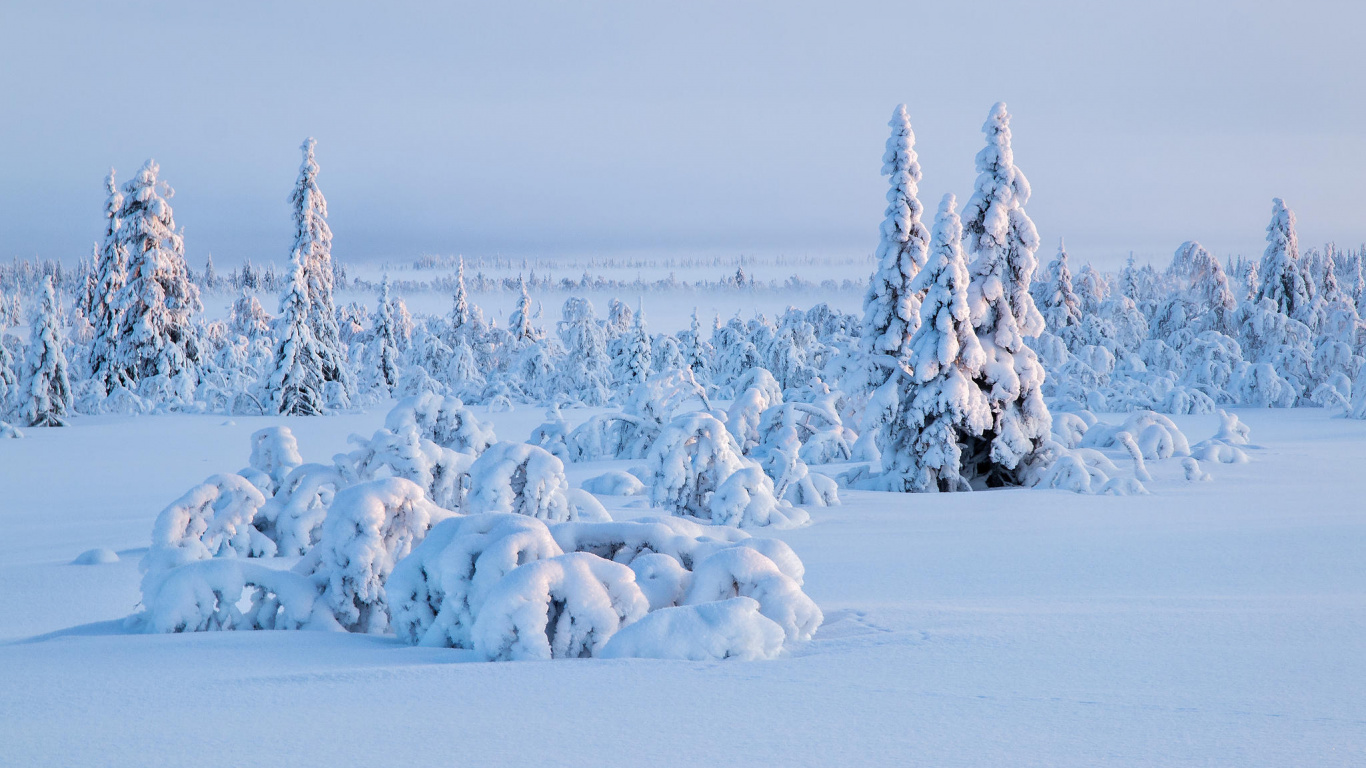 Обои снег, зима, замораживание, Арктика, дерево в разрешении 1366x768