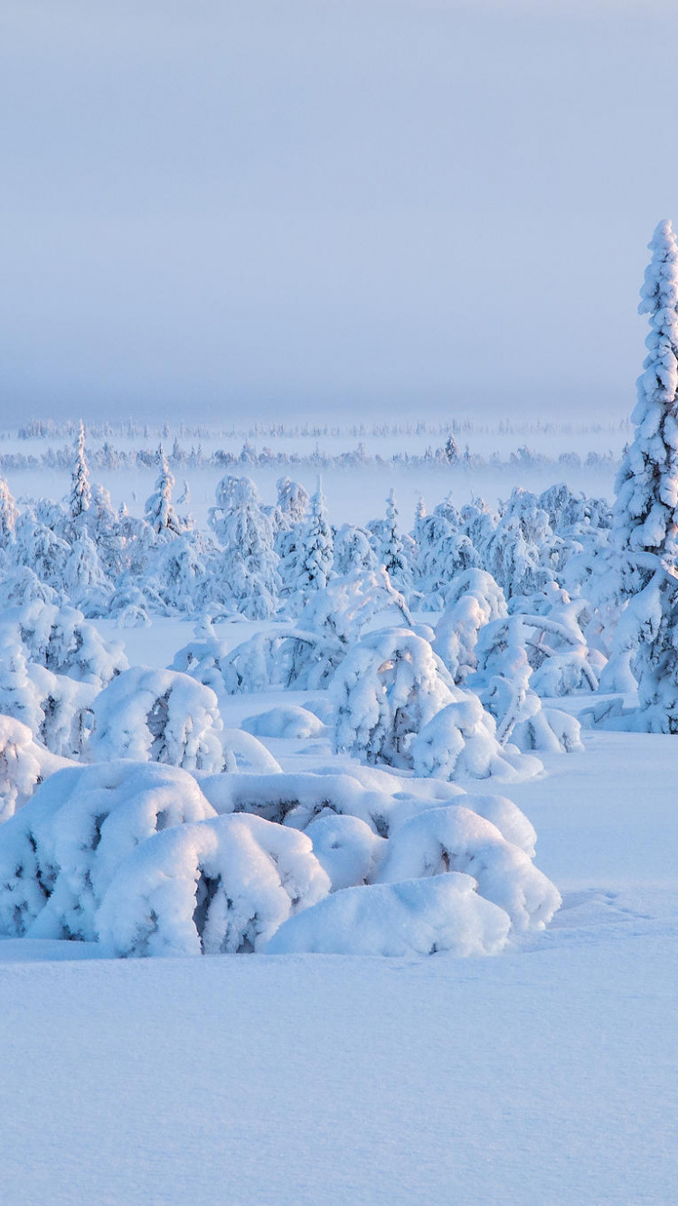 Обои снег, зима, замораживание, Арктика, дерево в разрешении 750x1334