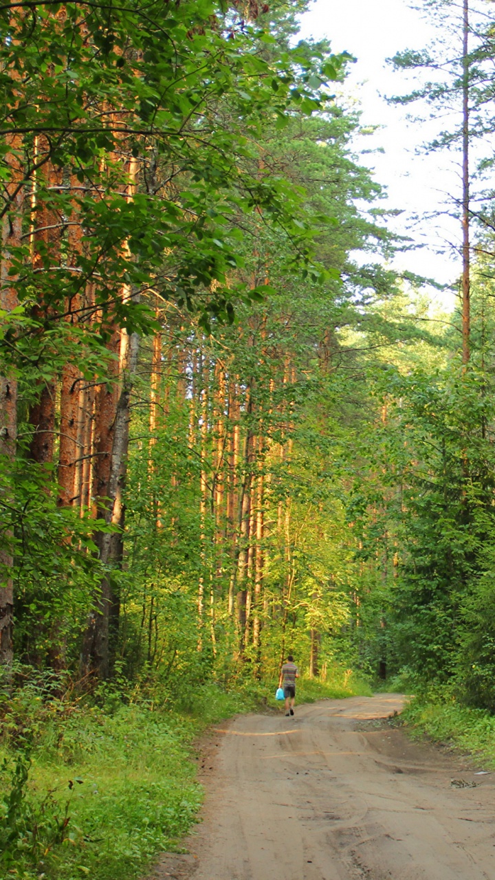 Обои Санкт Петербург, природа, лес, экосистема, лесистая местность в разрешении 720x1280