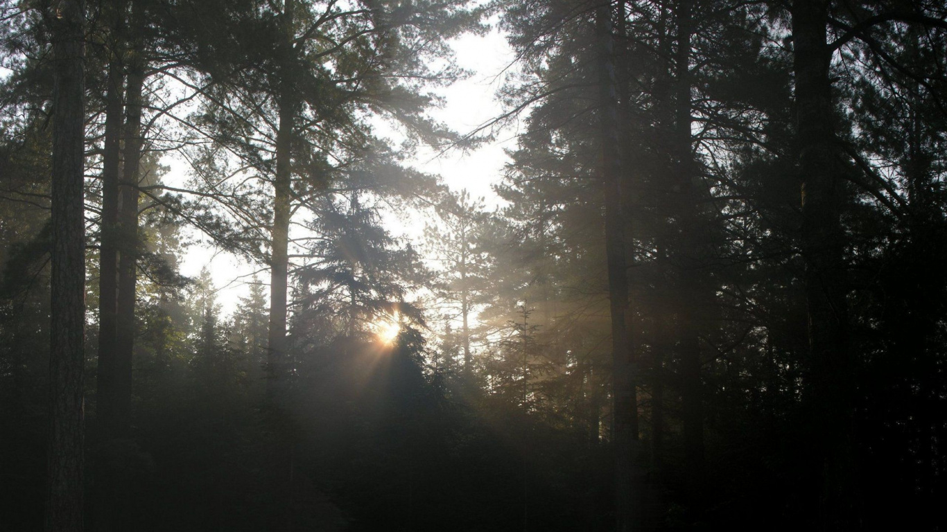 Обои дерево, природа, лес, солнечный свет, утро в разрешении 1366x768