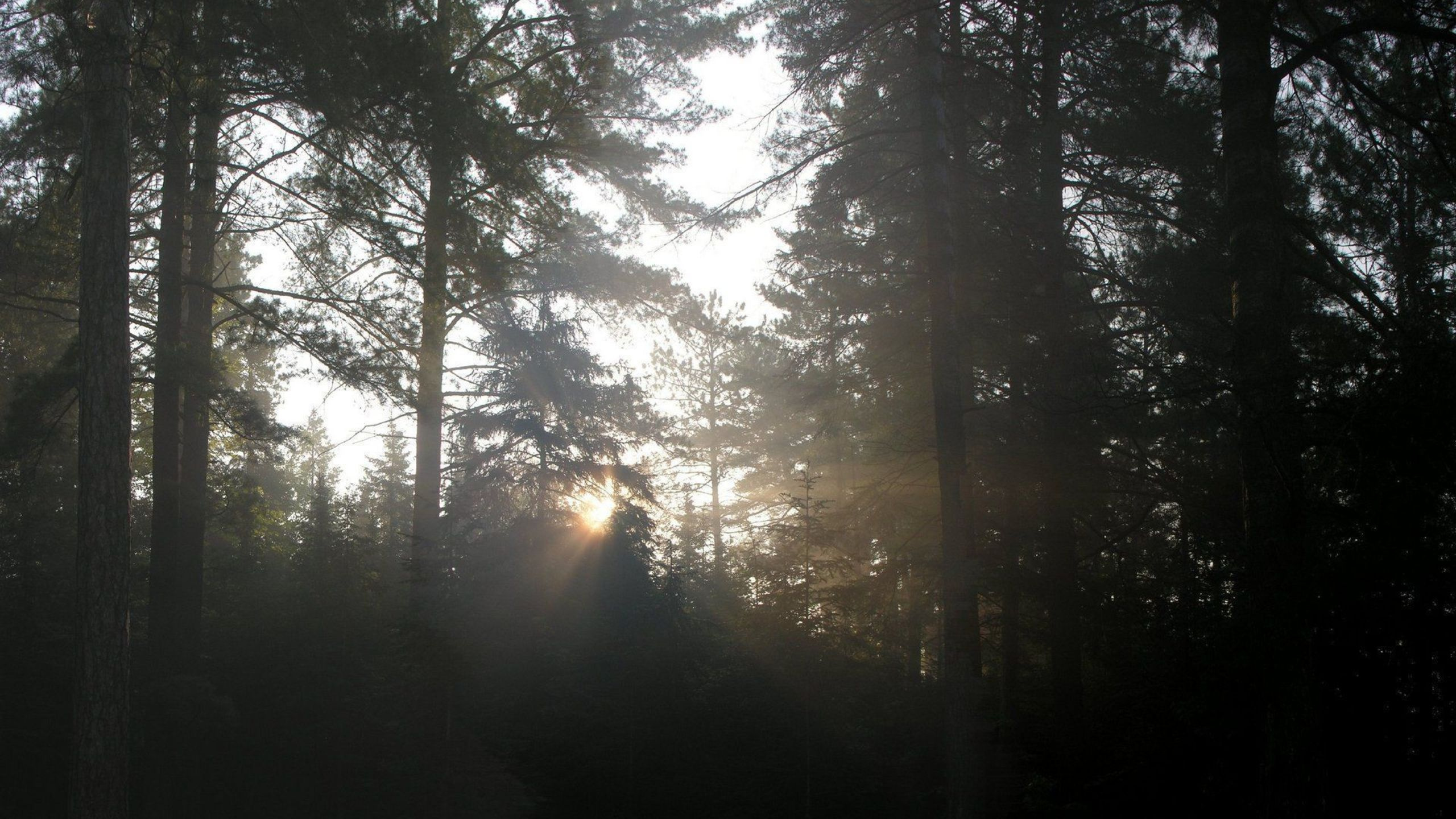 Обои дерево, природа, лес, солнечный свет, утро в разрешении 2560x1440