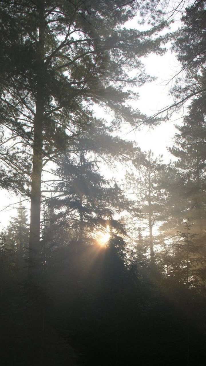 Обои дерево, природа, лес, солнечный свет, утро в разрешении 720x1280