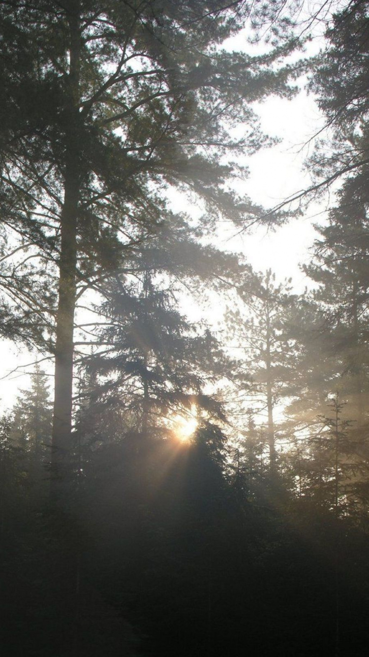 Обои дерево, природа, лес, солнечный свет, утро в разрешении 750x1334