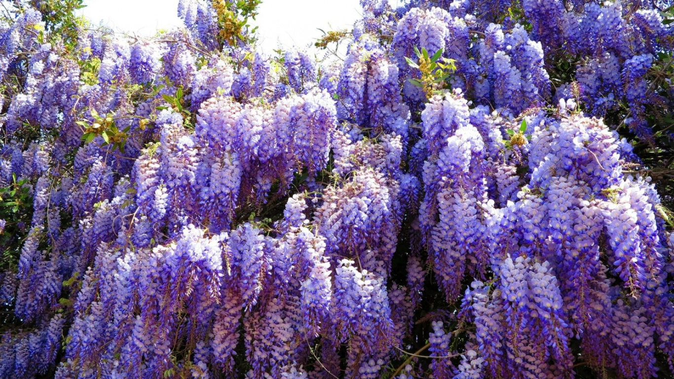 Обои лаванда, растение, пурпур, английский лаванды, Люпин в разрешении 1366x768