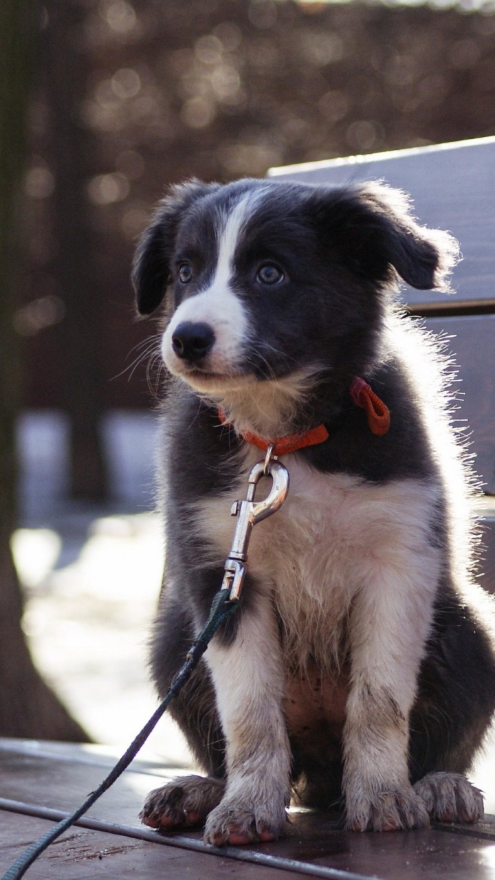 Обои пес, щенок, далматин, бордер колли, бультерьер в разрешении 720x1280