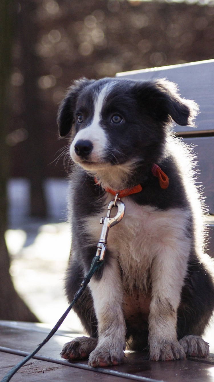 Обои пес, щенок, далматин, бордер колли, бультерьер в разрешении 750x1334