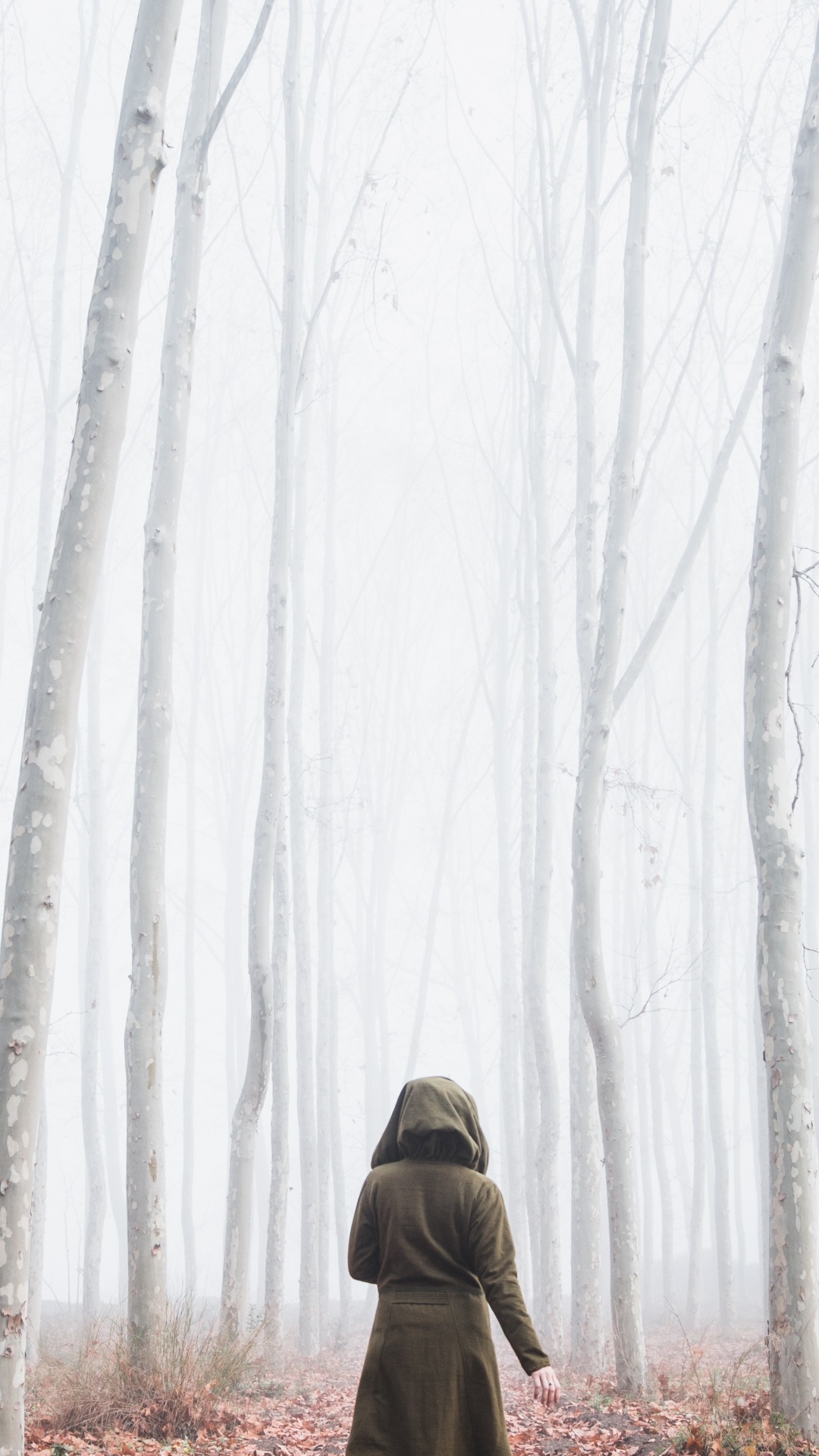 Обои дымка, лес, ветвь, окружающая среда, зима в разрешении 1080x1920