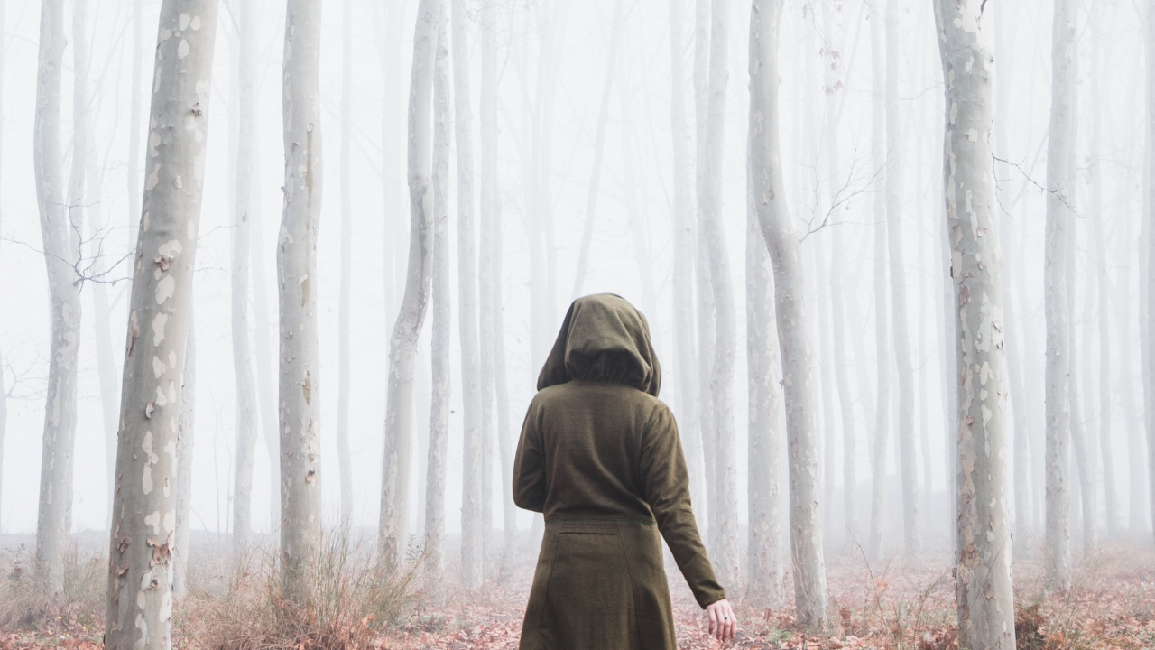 Обои дымка, лес, ветвь, окружающая среда, зима в разрешении 1280x720