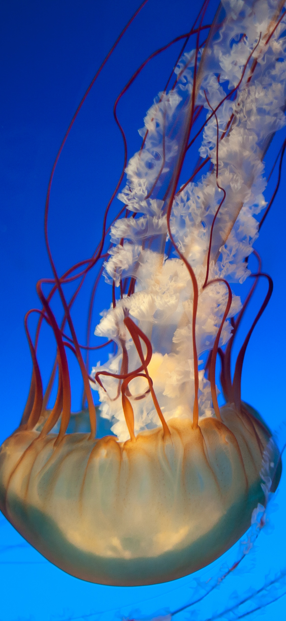 Обои Медуза, cnidaria, морские беспозвоночные, вода, беспозвоночных в разрешении 1125x2436