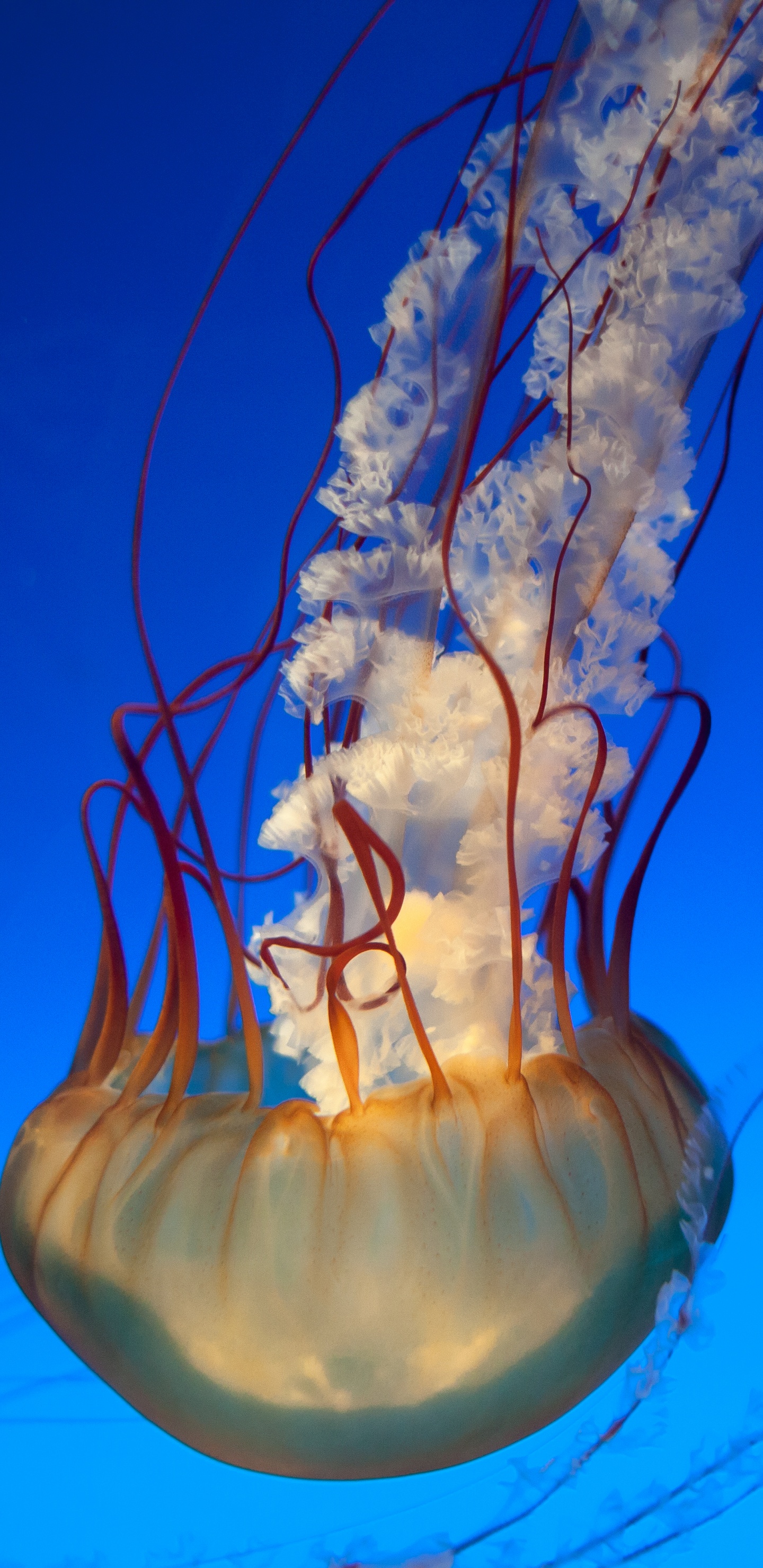 Обои Медуза, cnidaria, морские беспозвоночные, вода, беспозвоночных в разрешении 1440x2960