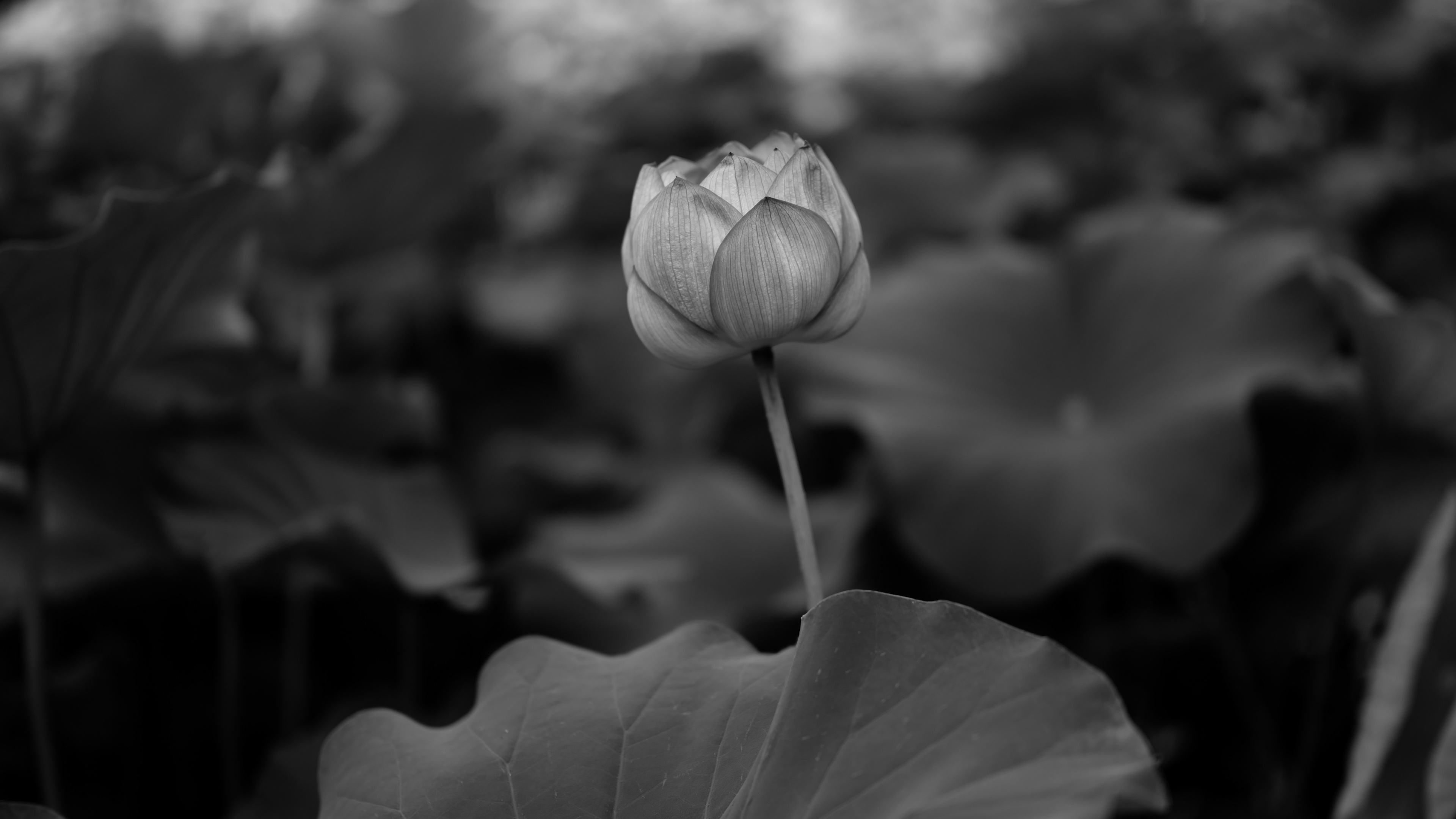 Обои бутон, цветок, черный и белый, лист, белые в разрешении 3840x2160