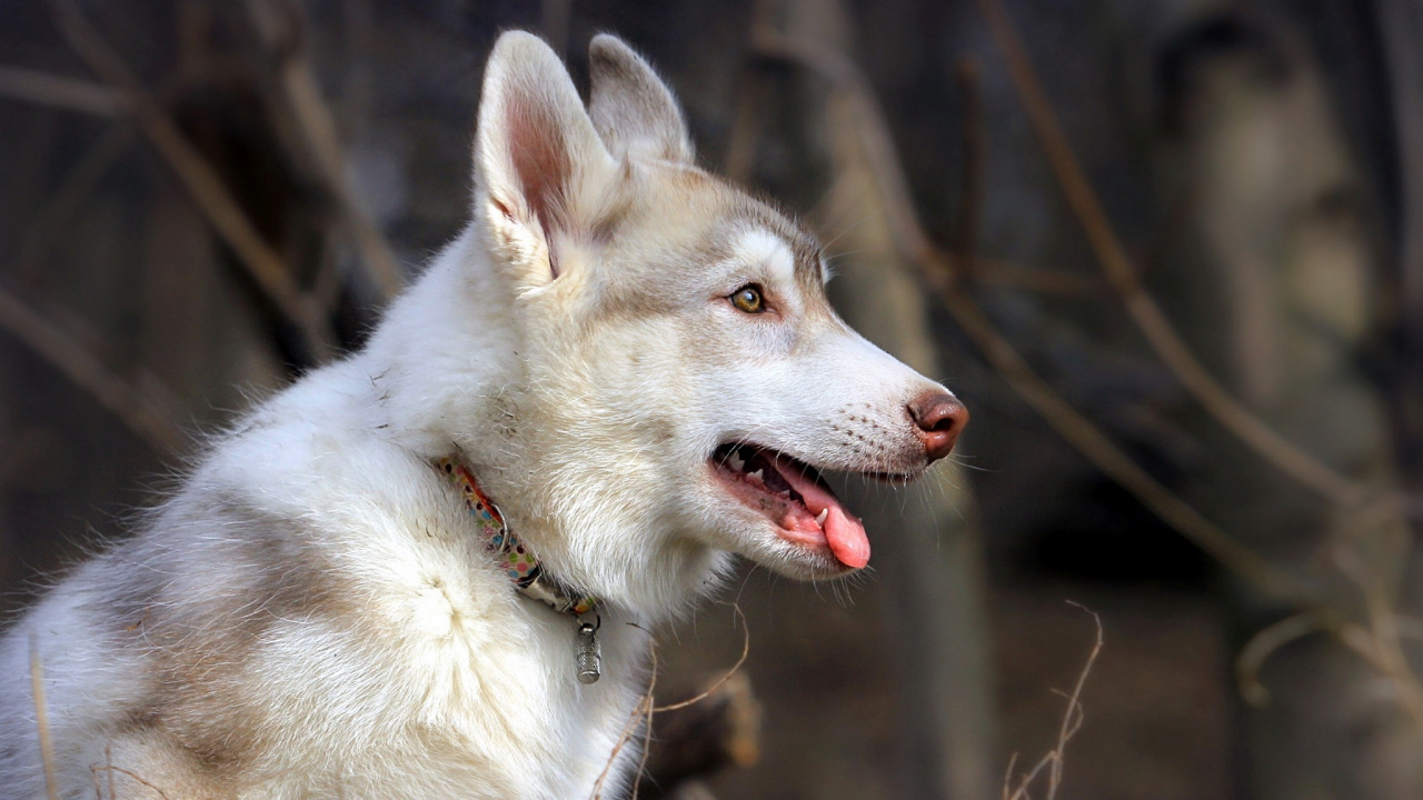 Обои Себирская Хаски, щенок, пес, собака породы, Северная эскимосская собака в разрешении 1280x720