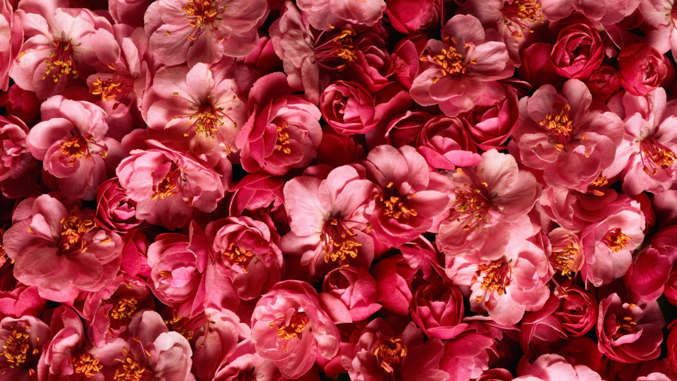 Обои розовый, цветок, красный цвет, лепесток, растение в разрешении 1366x768