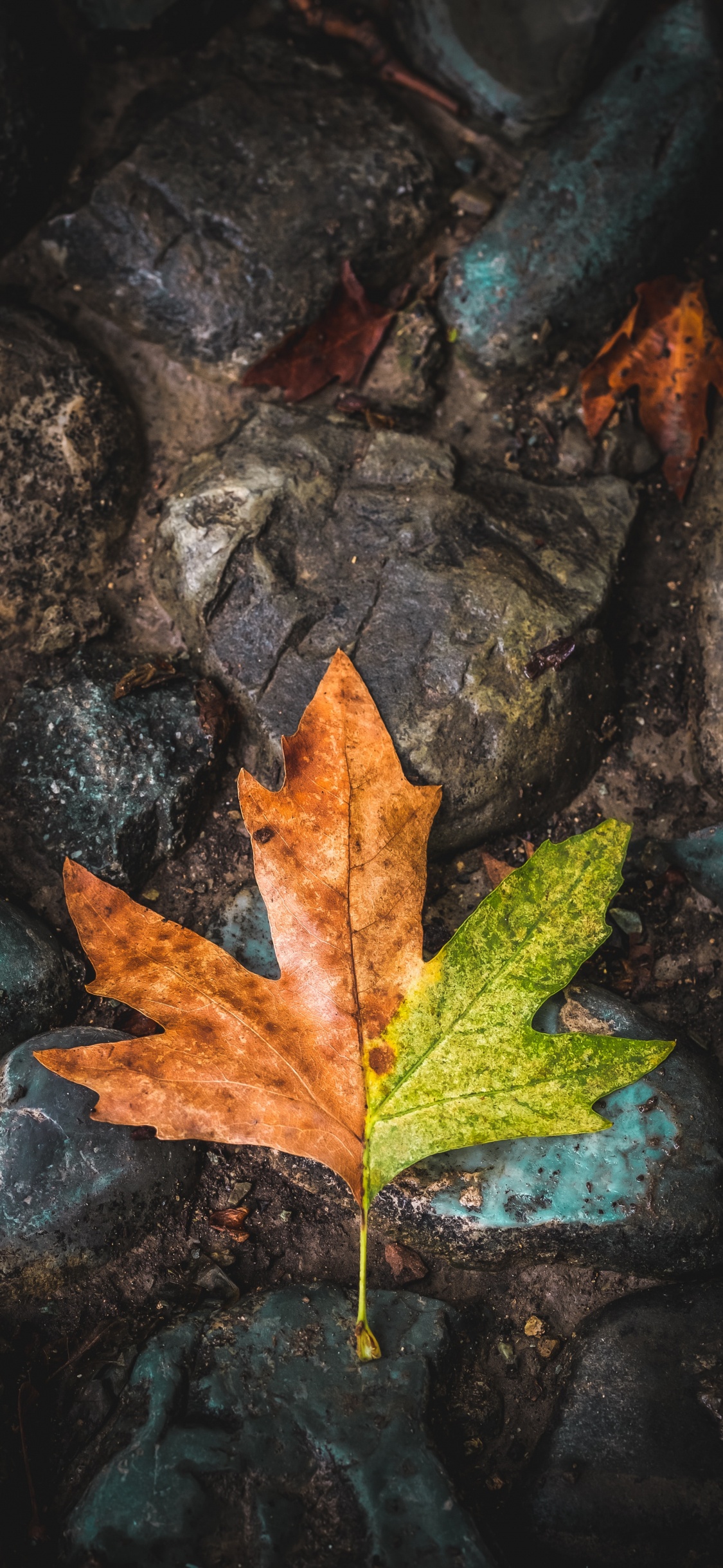 Обои лист, кленовый лист, дерево, зеленый, коричневый цвет в разрешении 1125x2436