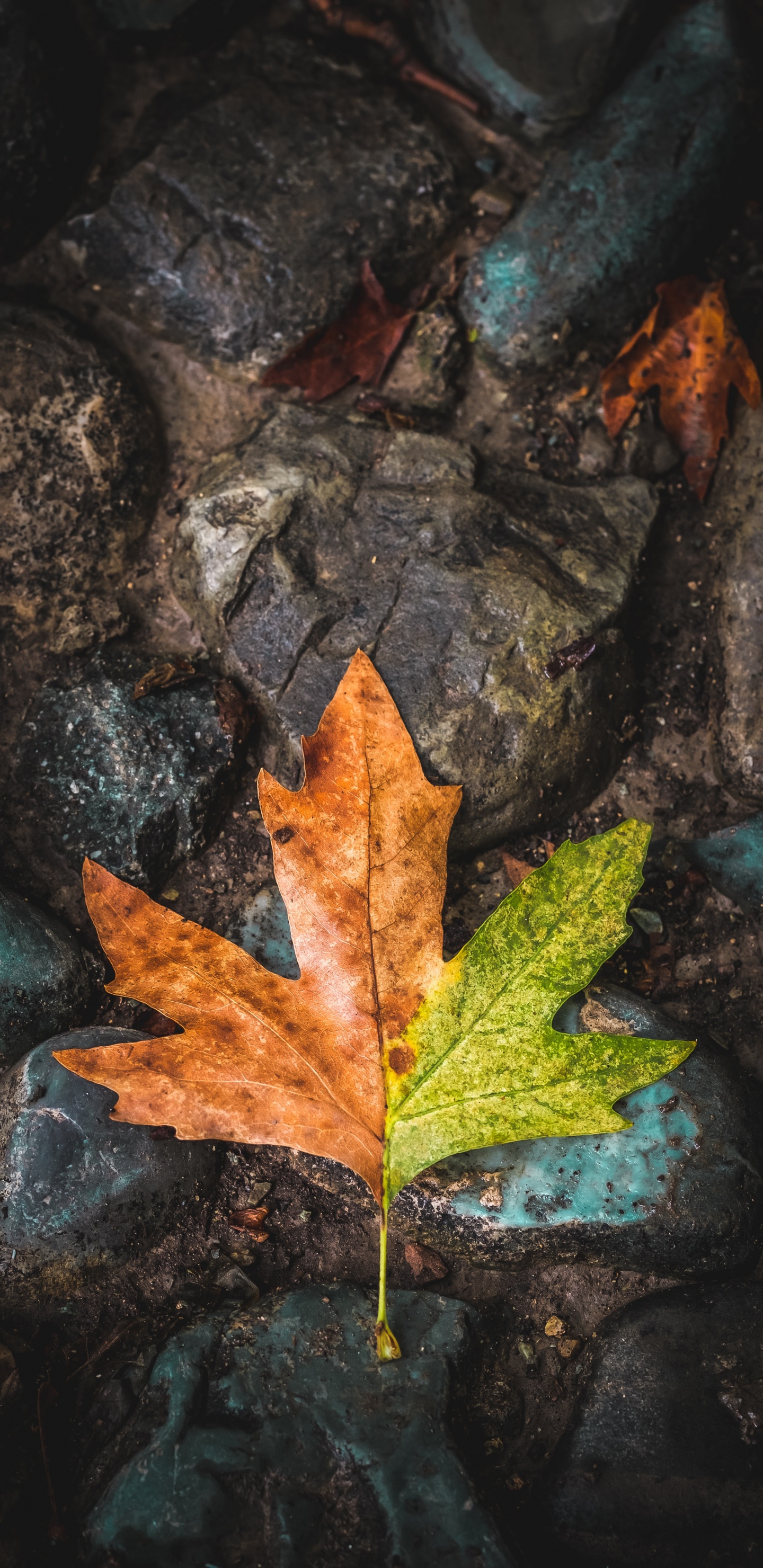 Обои лист, кленовый лист, дерево, зеленый, коричневый цвет в разрешении 1440x2960