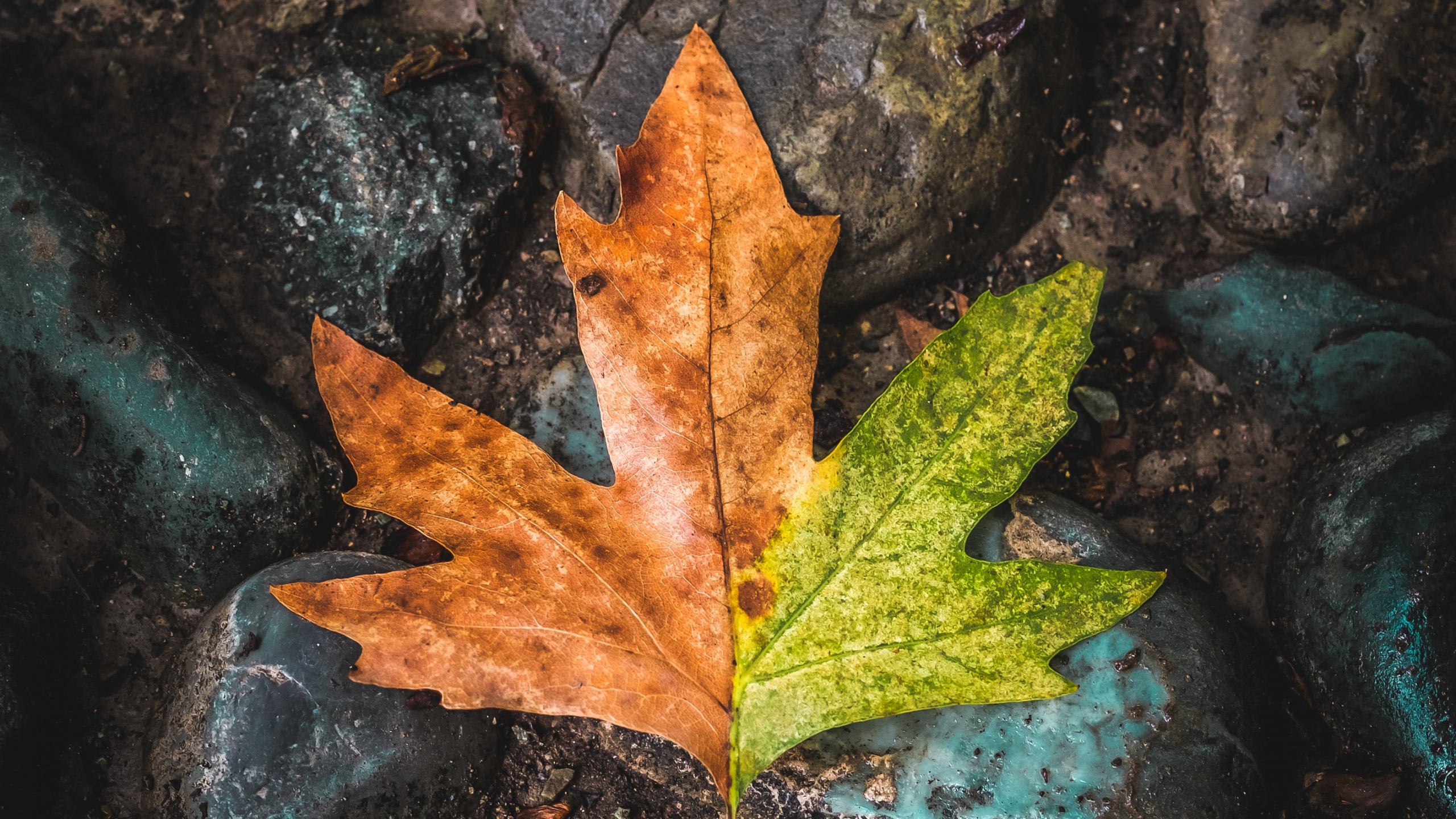 Обои лист, кленовый лист, дерево, зеленый, коричневый цвет в разрешении 2560x1440