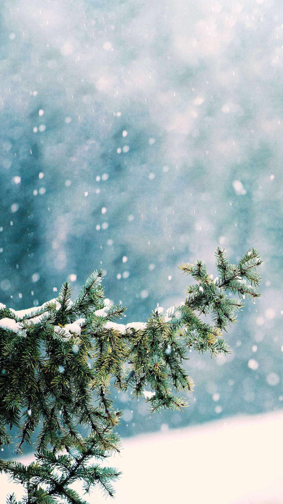 Обои снег, атмосфера, ветвь, мир, природный ландшафт в разрешении 1080x1920