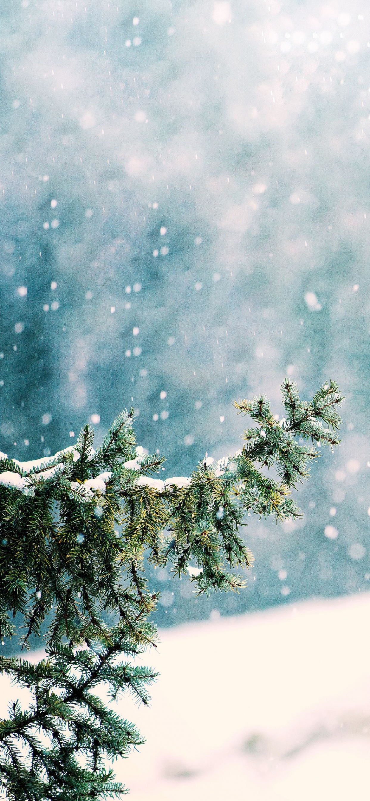 Обои снег, атмосфера, ветвь, мир, природный ландшафт в разрешении 1242x2688