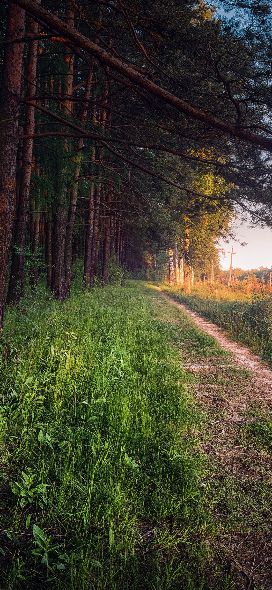 Обои Нахабино, Москва, лес, дерево, лесистая местность в разрешении 1125x2436
