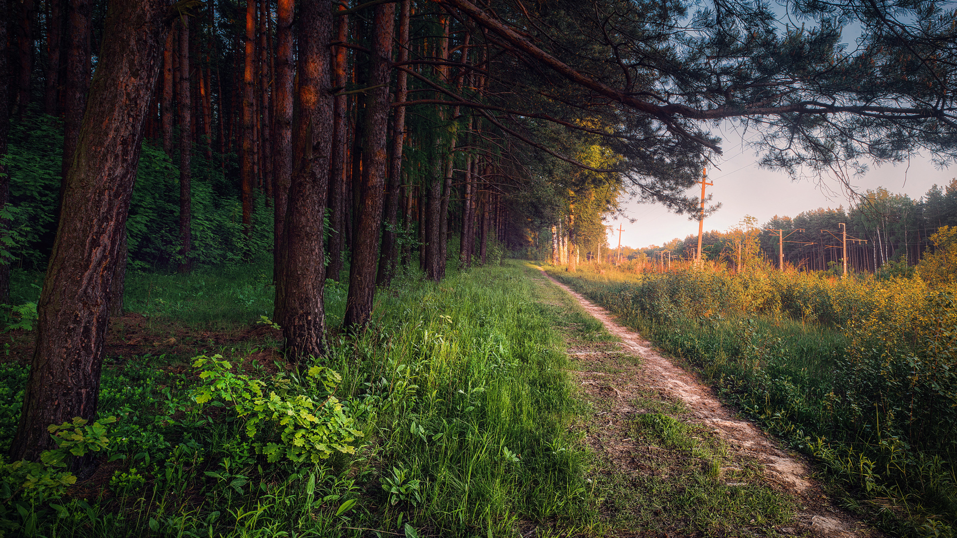 Обои Нахабино, Москва, лес, дерево, лесистая местность в разрешении 1920x1080