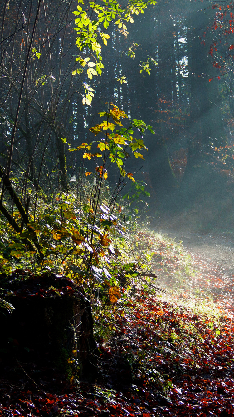 Обои Apple МасВоок Pro, природа, дерево, лес, лист в разрешении 750x1334