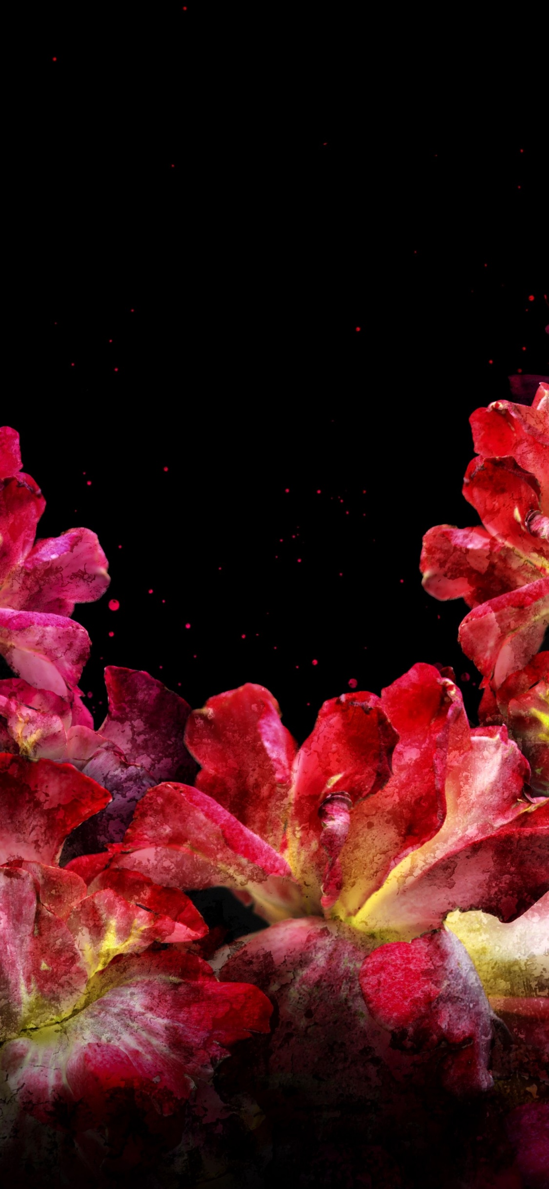 Обои природа, висгун - социальная сеть, цветок, растение, лепесток в разрешении 1125x2436