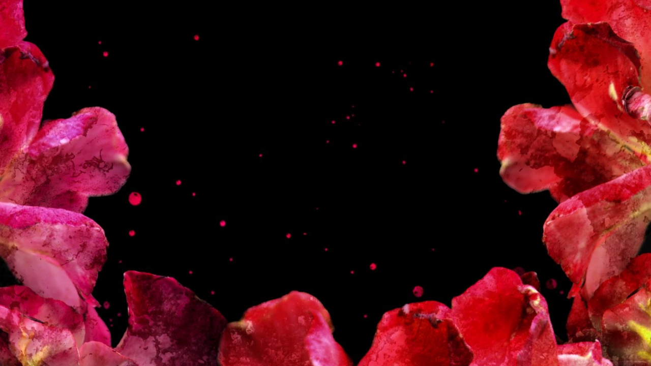 Обои природа, висгун - социальная сеть, цветок, растение, лепесток в разрешении 1280x720