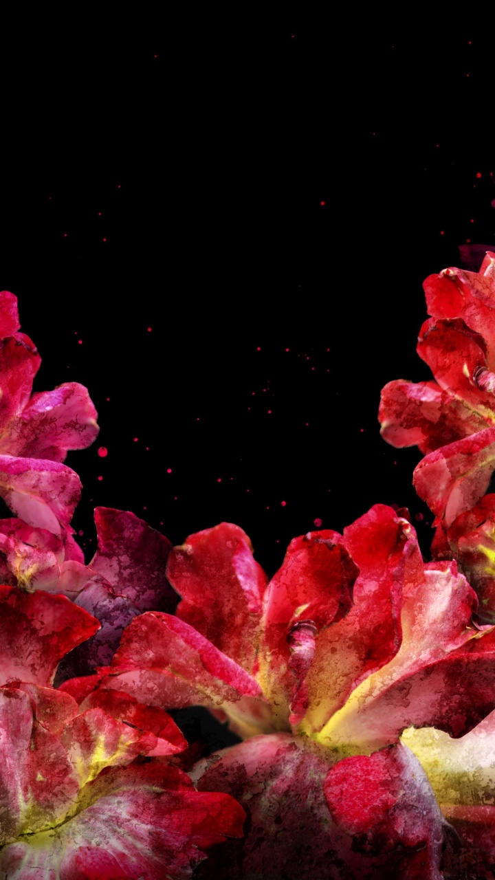 Обои природа, висгун - социальная сеть, цветок, растение, лепесток в разрешении 720x1280