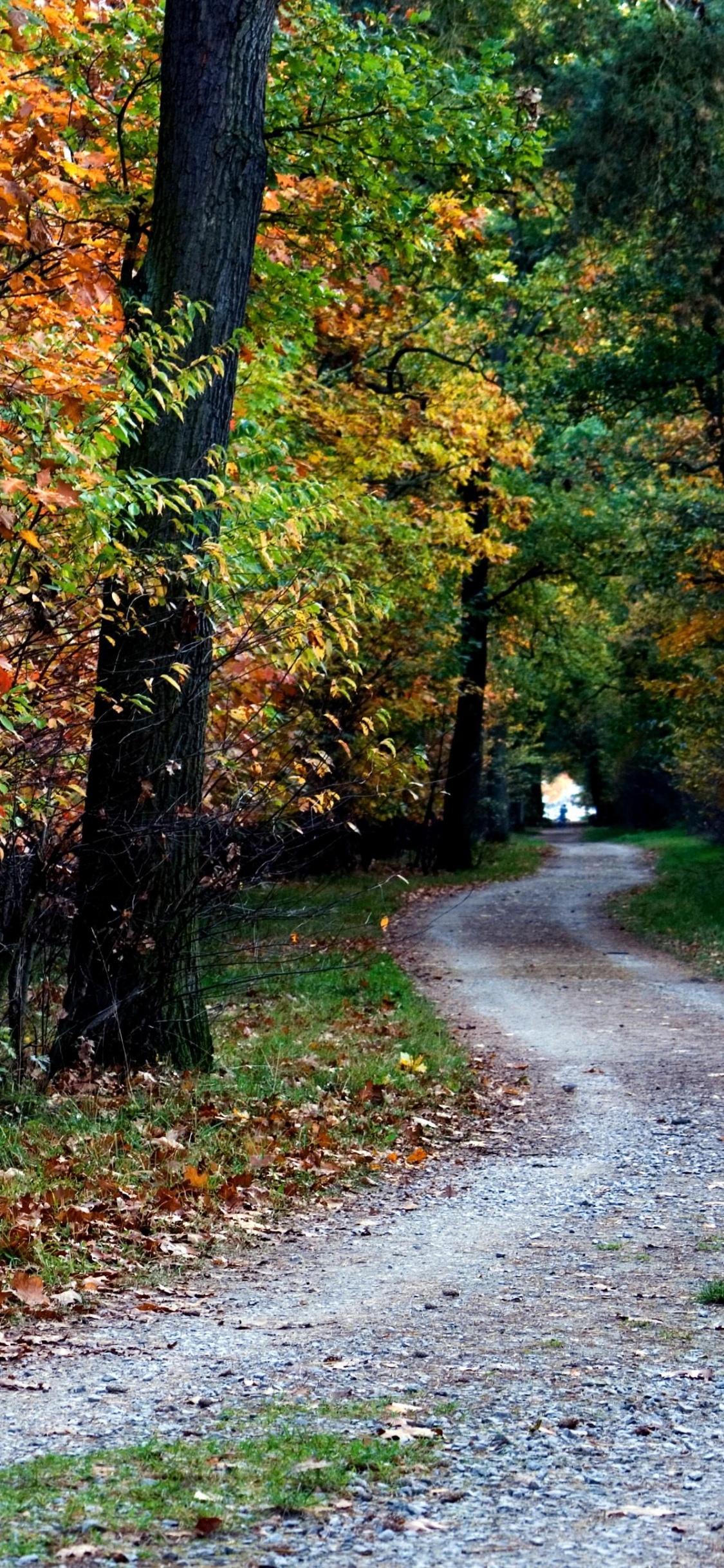 Обои дерево, лист, осень, природа, листопадные в разрешении 1125x2436