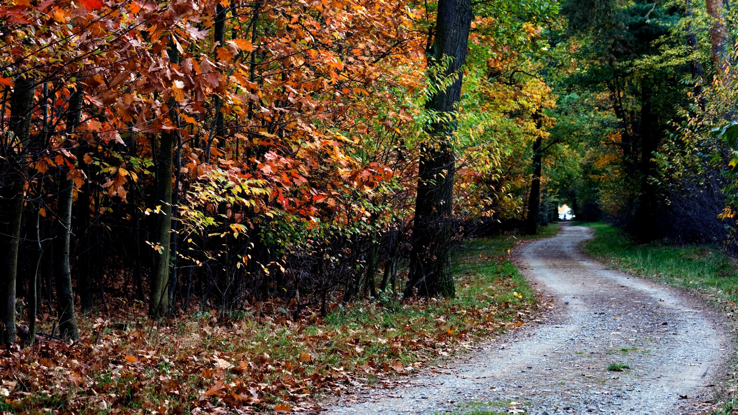 Обои дерево, лист, осень, природа, листопадные в разрешении 2560x1440