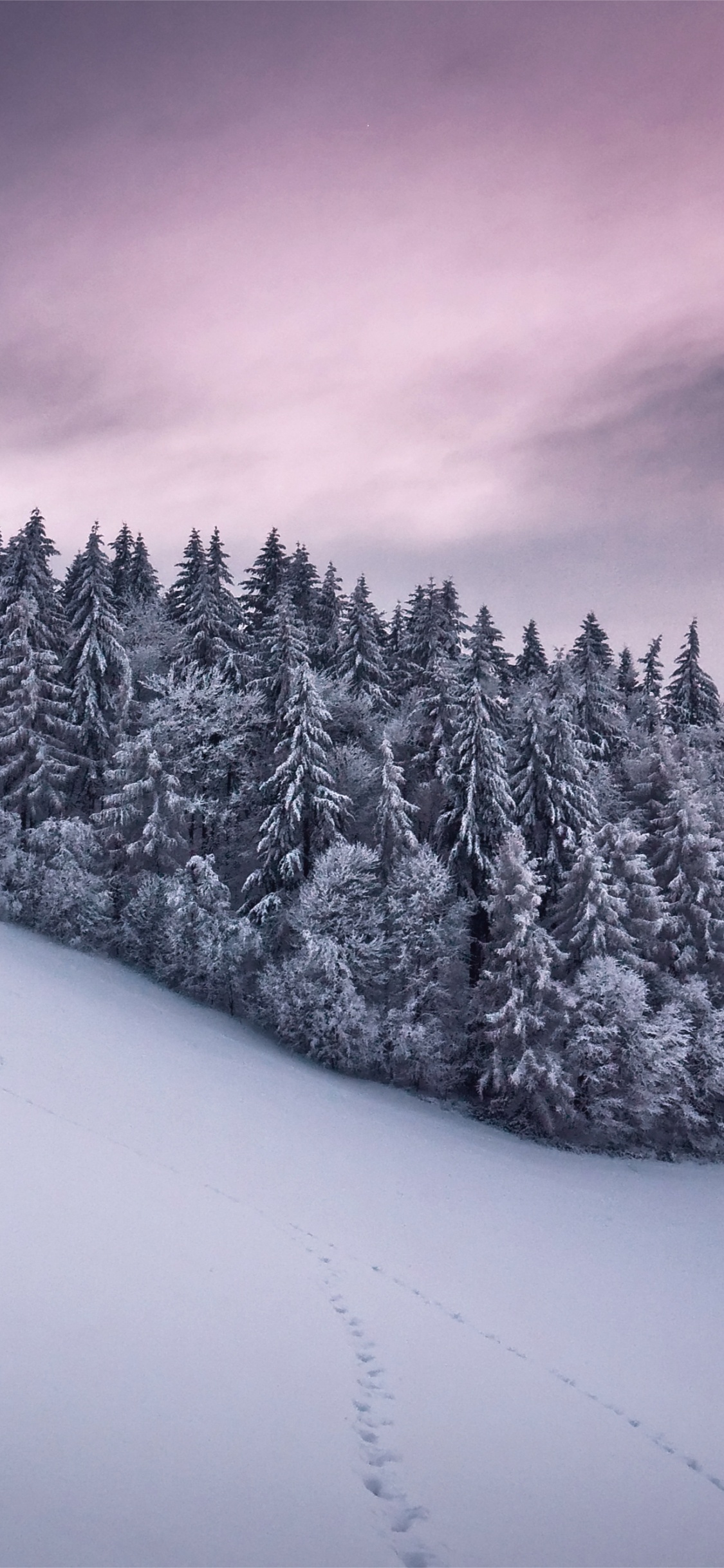 Обои снег, зима, замораживание, дерево, арт в разрешении 1125x2436