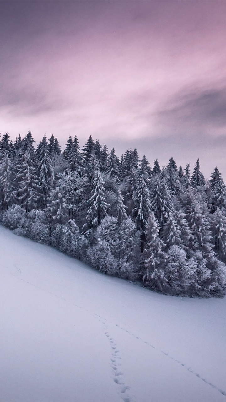 Обои снег, зима, замораживание, дерево, арт в разрешении 720x1280
