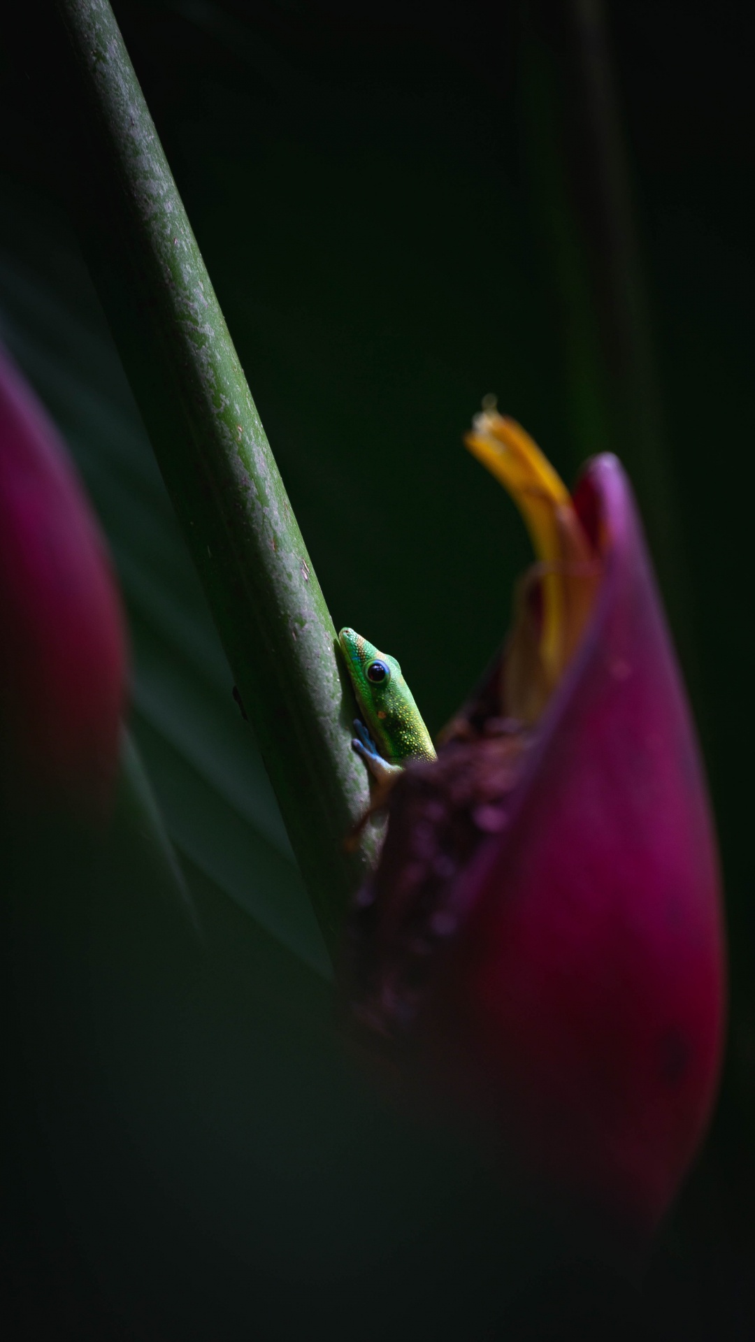 Обои apple, цветок, пурпур, Фиолетовый, лепесток в разрешении 1080x1920