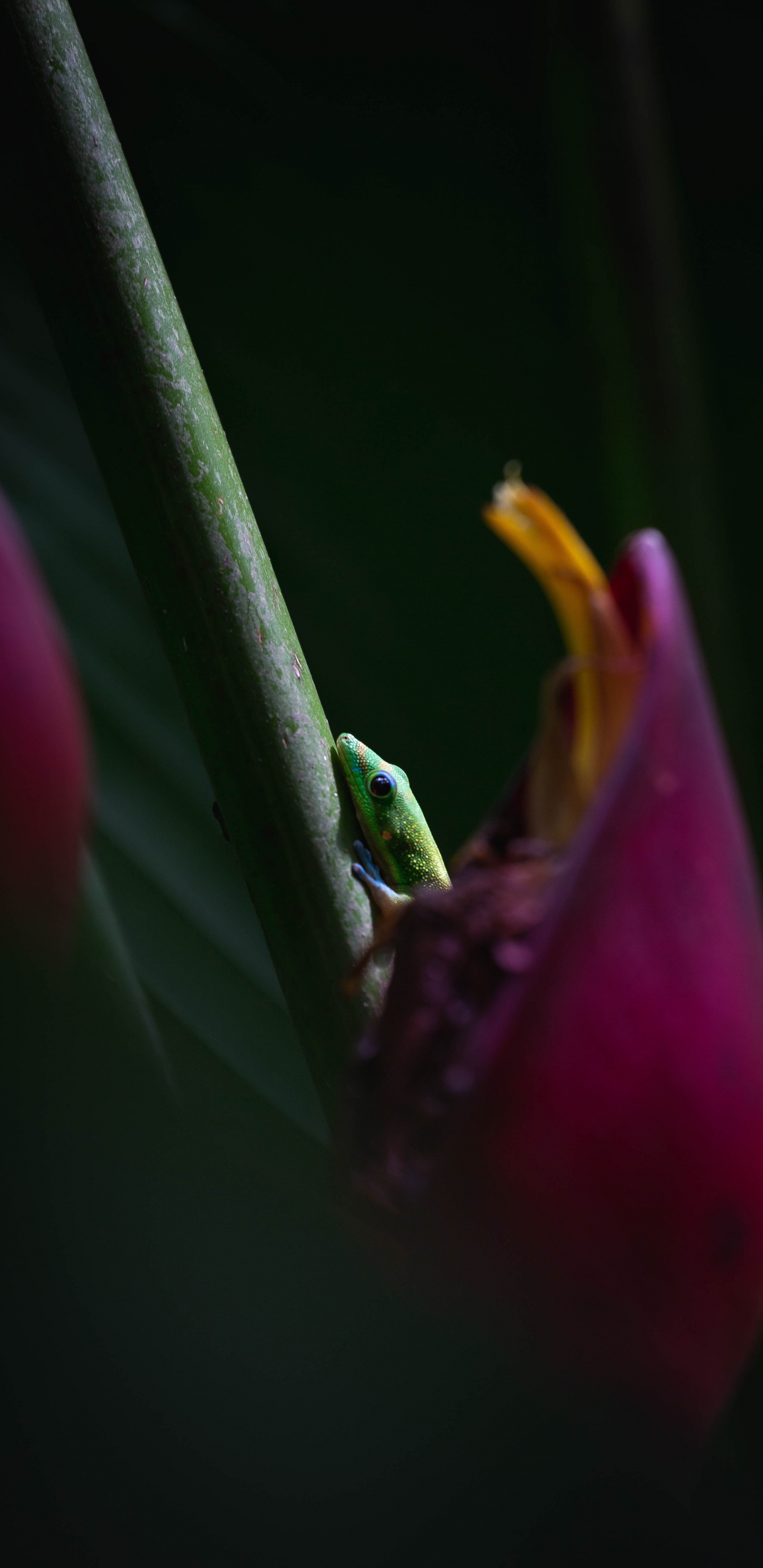 Обои apple, цветок, пурпур, Фиолетовый, лепесток в разрешении 1440x2960