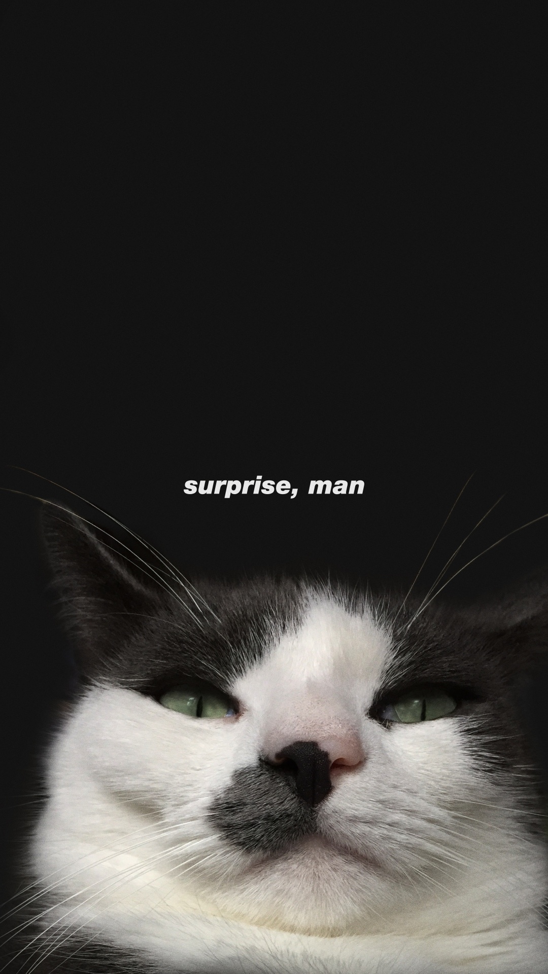 Обои бакенбарды, эгейская кошка, морда, кот, кошачьих в разрешении 1080x1920