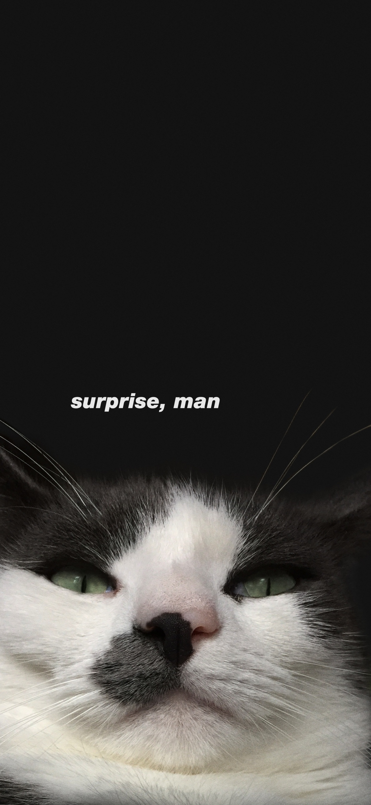 Обои бакенбарды, эгейская кошка, морда, кот, кошачьих в разрешении 1242x2688