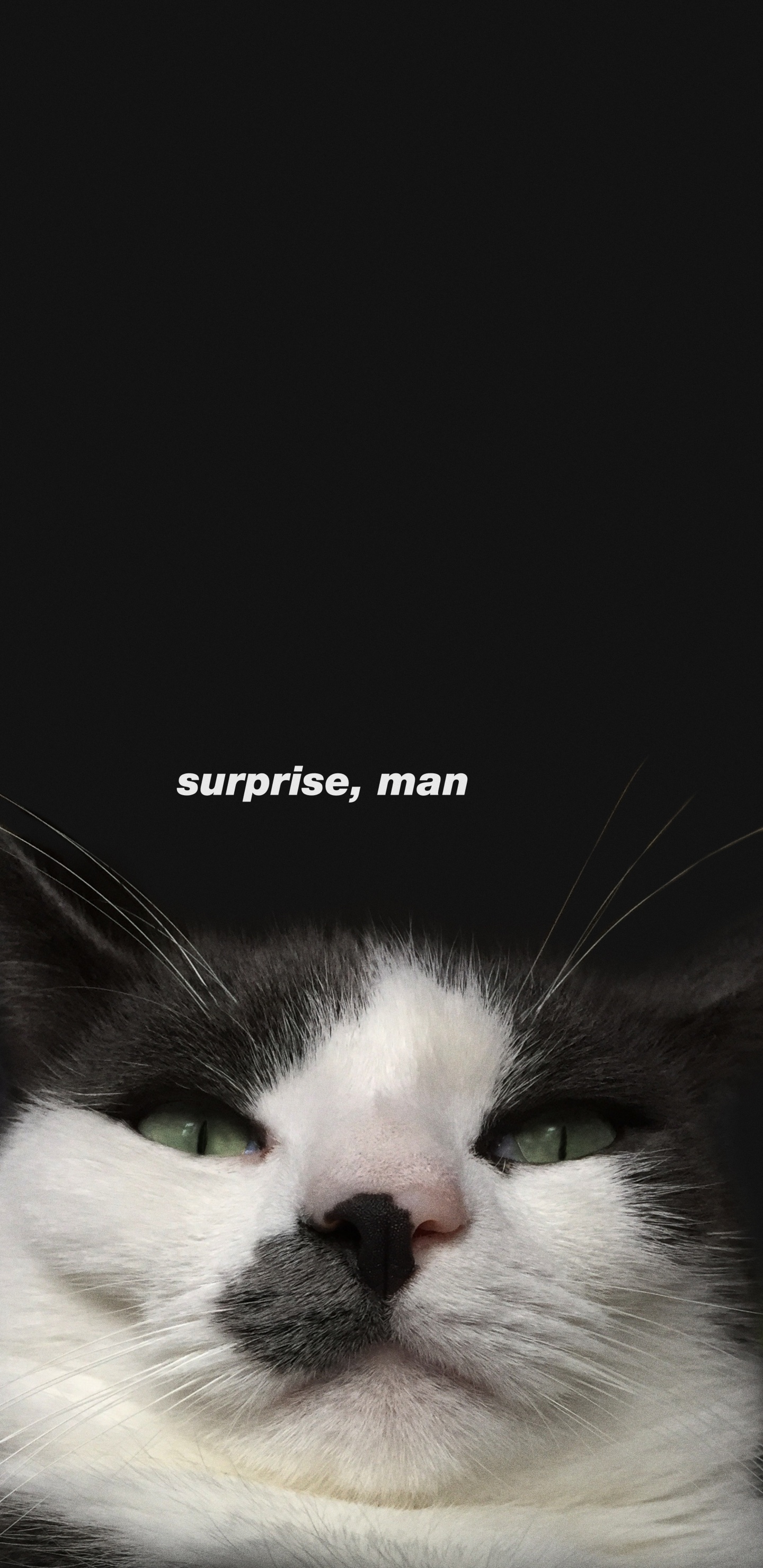 Обои бакенбарды, эгейская кошка, морда, кот, кошачьих в разрешении 1440x2960